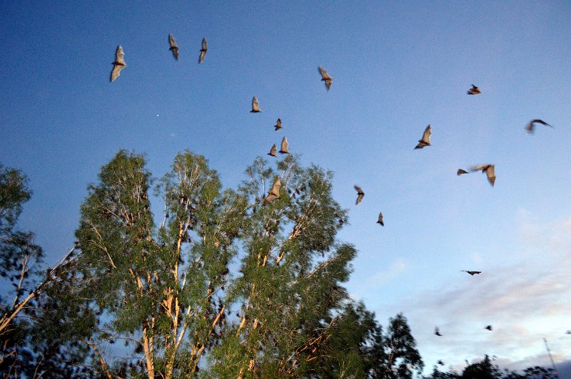 FFs (2).JPG - Peninsula Development Road (PDR) - a Flying Fox nesting area at Coen hotel park